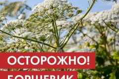 Памятка при обнаружении борщевика на территории района