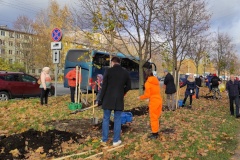 100 остролистных кленов дополнили озеленение Новоизмайловского проспекта