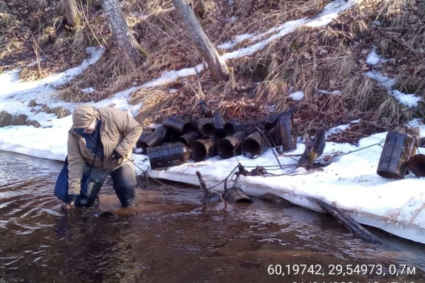 Незаконная ловля миноги грозит взысканием в 4,5 миллионов рублей