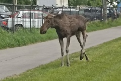Лося спасли в Калининском районе