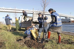 На Путиловской набережной Канонерского острова высадили липовую аллею
