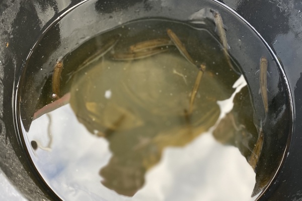 Более 3500 особей молоди сига выпустили в Финский залив в рамках компенсационных мероприятий