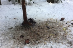 Браконьера поймали на пути к месту прикормки в Сестрорецке