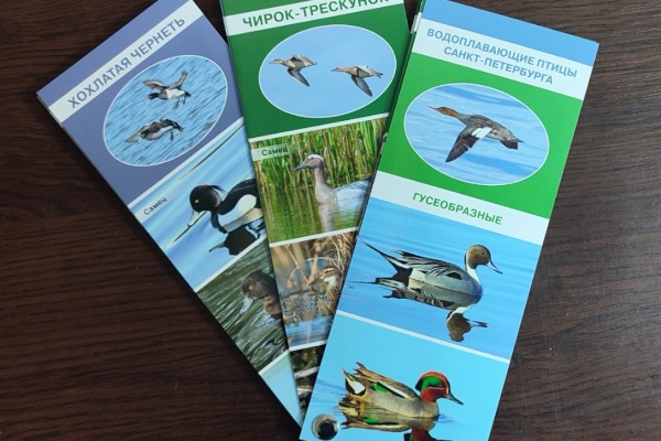 В Петербурге создан карманный определитель водоплавающих птиц