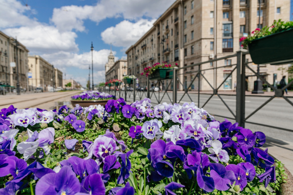 Завершаются работы по подготовке города к Петербургскому международному экономическому форуму