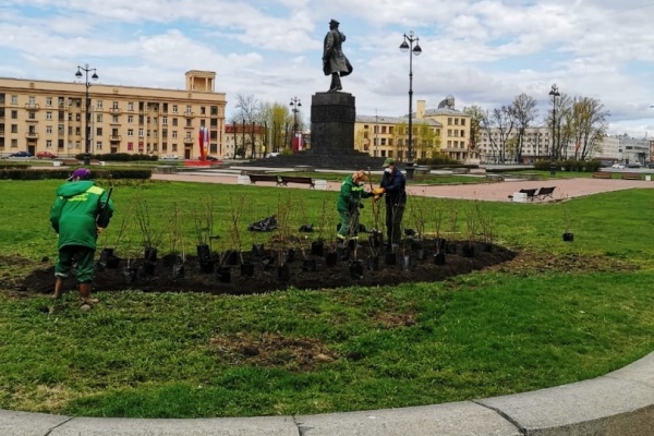 В Кировском районе проходит акция "Сирень Победы"