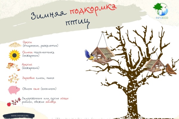 Как правильно кормить птиц зимой