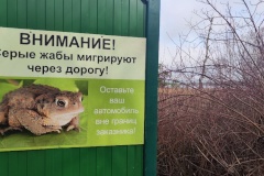 Хочешь стать волонтёром и помогать жабам?