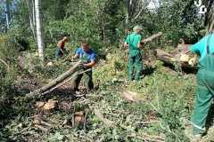 Специалисты СПП «Невское» завершили масштабную работу по сносу деревьев вокруг газораспределительной станции