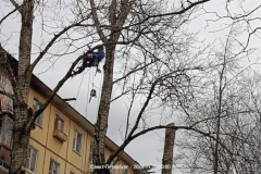 В Красногвардейском районе омолаживают тополя