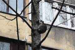 Енота спасли на Суздальском проспекте