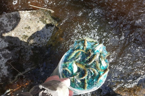 В реку Гладышевку выпустили 15 000 особей молоди лосося