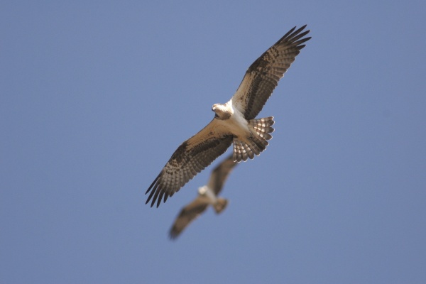 Птенцы скопы покинули гнездо