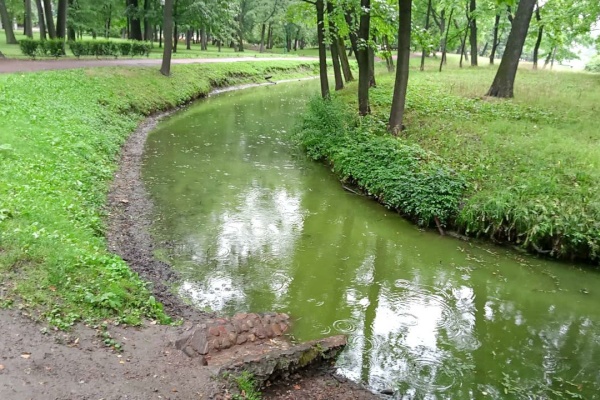 В Петербурге активизировались сине-зеленые водоросли