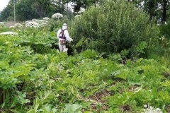 В Московском районе началась обработка борщевика