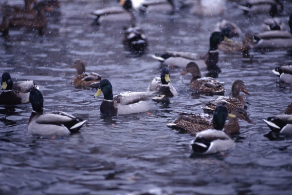 Нужна ли помощь уткам зимой?