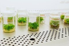 Впервые на Чемпионате «Профессионалы» соревновались по компетенции «Сельскохозяйственные биотехнологии»