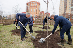 Сквер у стелы "Город воинской славы Ломоносов" пополнился пятью саженцами декоративной рябины
