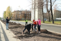 На отремонтированной Путиловской набережной посадили 50 лип