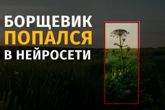 ГАТИ научила искусственный интеллект находить борщевик