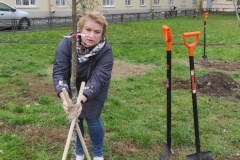 На 5 клёнов и 5 лип в Финляндском округе стало больше