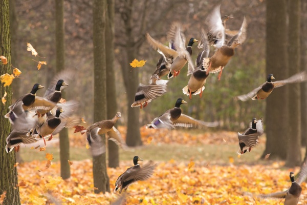 В выходные в Петербурге посчитают птиц