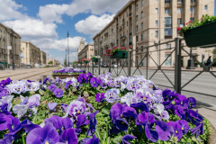 Завершаются работы по подготовке города к Петербургскому международному экономическому форуму