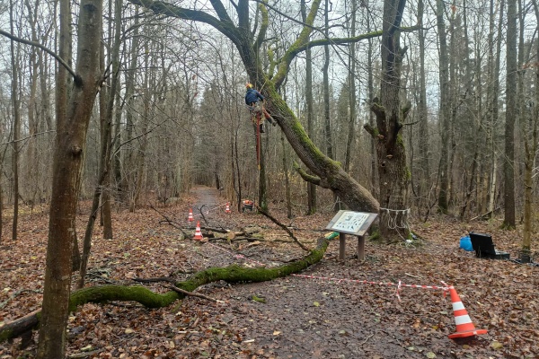 Вековые деревья Петербурга обследуют специалисты
