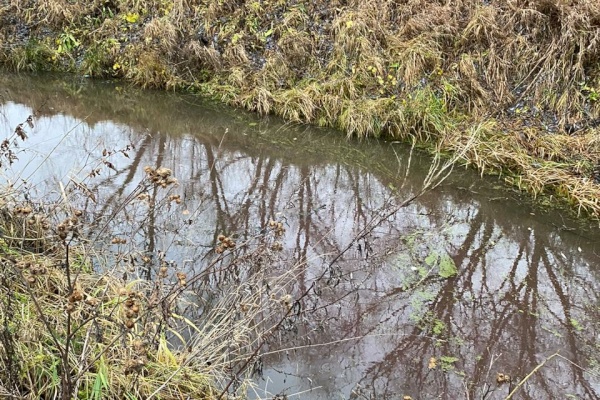 Специалисты выясняют причину изменения цвета воды в реке Новая