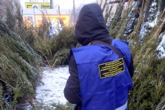 В Петербурге ликвидируют нелегальные елочные базары