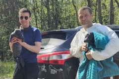 За два дня на реабилитацию в Фонд друзей балтийской нерпы приняты пять ладожских кольчатых нерп
