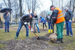 Липовая аллея к 100-летию со дня рождения Александра Савушкина появилась в Приморском районе