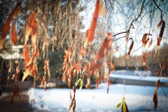 Петродворцовый район чтит память героических защитников и жителей Ленинграда