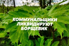 Коммунальные службы района и садовники уничтожают борщевик