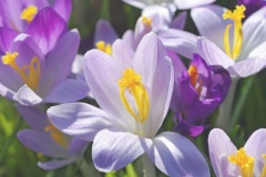 Поздравляем ветеранов – юбиляров апреля!