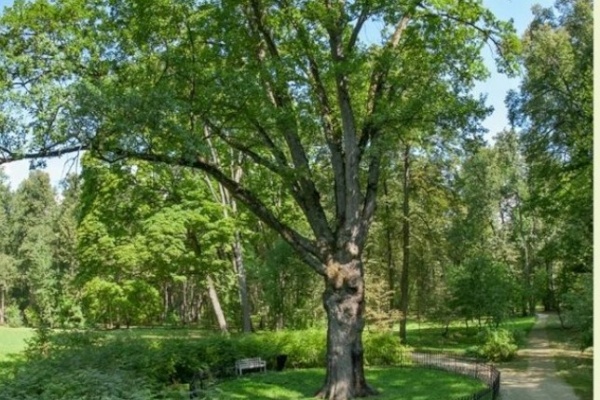 Конкурс «Европейское дерево года»: голосуй за российского участника