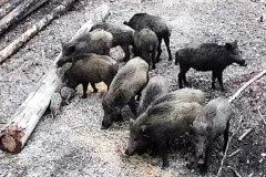 Кабаны заходят в город в поисках пищи