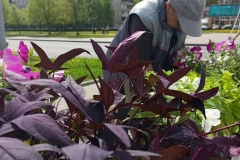 Преображение городских пространств: СПХ «Фрунзенское» работает над благоустройством территорий ЗНОП и газонов улично-дорожной сети