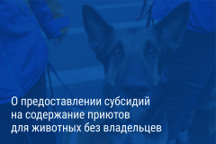 ​​​​​​​Александр Беглов: Город поможет приютам для бездомных животных