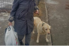 Владельцы собак получили протоколы за нарушения содержания своих питомцев