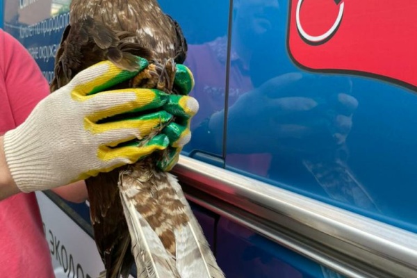 Петербуржцы спасли краснокнижного осоеда