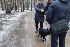 В 2024 году в Петербурге составлено более 340 протоколов о правонарушениях на владельцев собак