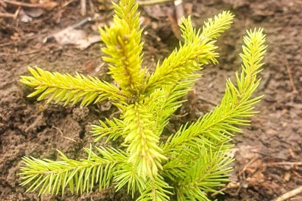 Субботник на «Дудергофских высотах»