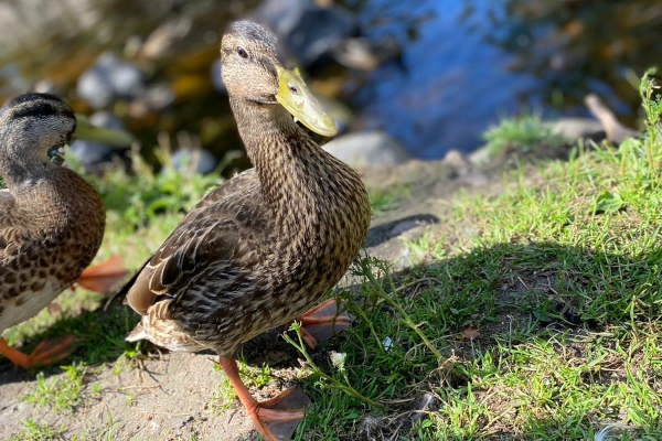 Гибель уток – сезонное явление