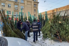 За предновогоднюю декаду ликвидировано 38 стихийных ёлочных базаров