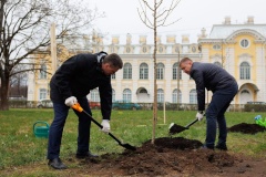 Администрация Петродворцового района приняла участие в посадке новых деревьев