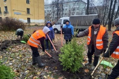 Жилкомсервис 2 посадил ели с заботой о здоровье жителей