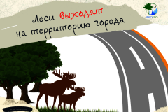 Лоси выходят на территорию города