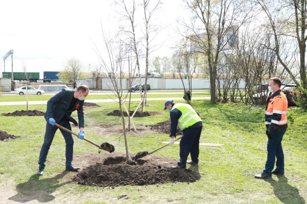 Накануне Дня Победы состоялась акция по высадке деревьев вдоль реки Новая в Ульянке