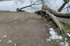 На месте деревьев-угроз в Колонистском парке появятся более двадцати саженцев